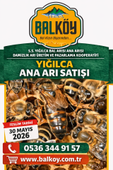 Yığılca Ana Arısı