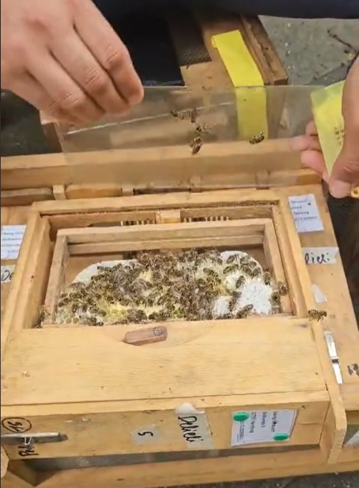 Damızlık Mini Koloni