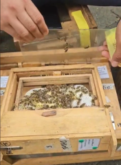 Damızlık Mini Koloni