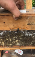 Damızlık Mini Koloni